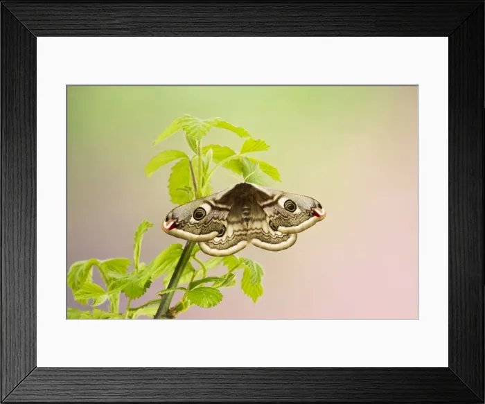 Framed Print : Emperor Moth - female on foodplant - Bedfordshire UK 12372 Framed Print : Emperor Moth - female on foodplant - Bedfordshire UK 12372