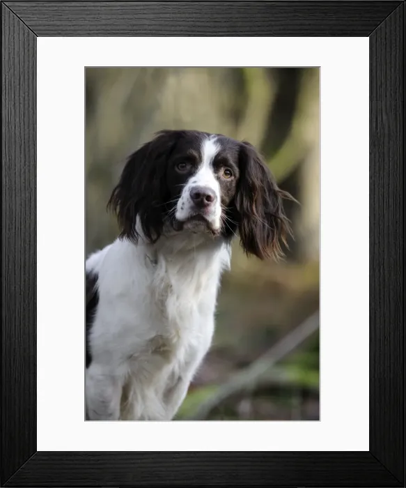 Framed Print : DOG - English springer spaniel (head shot) Framed Print : DOG - English springer spaniel (head shot)