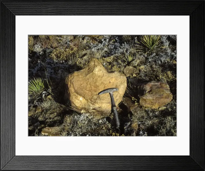 Framed Print : Dinosaurs - footprints - Natural cast of footprint of an Iguanodon (herbivorous dinosaur of the Cretaceous period). Such natural casts are formed when a footprint made in soft sediment (mud, for example), is filled with sand Framed Print : Dinosaurs - footprints - Natural cast of footprint of an Iguanodon (herbivorous dinosaur of the Cretaceous period). Such natural casts are formed when a footprint made in soft sediment (mud, for example), is filled with sand