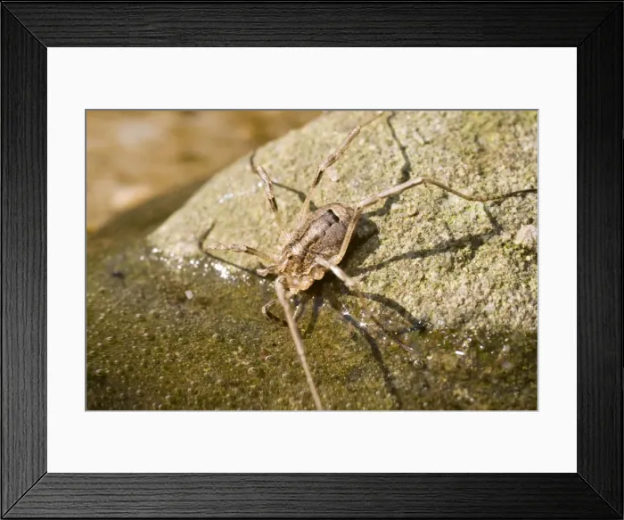 Framed Print : Harvestman - drinking - UK Framed Print : Harvestman - drinking - UK