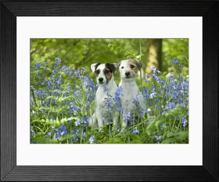 Framed Print : DOG - Jack russell terriers sitting together in bluebells Framed Print : DOG - Jack russell terriers sitting together in bluebells