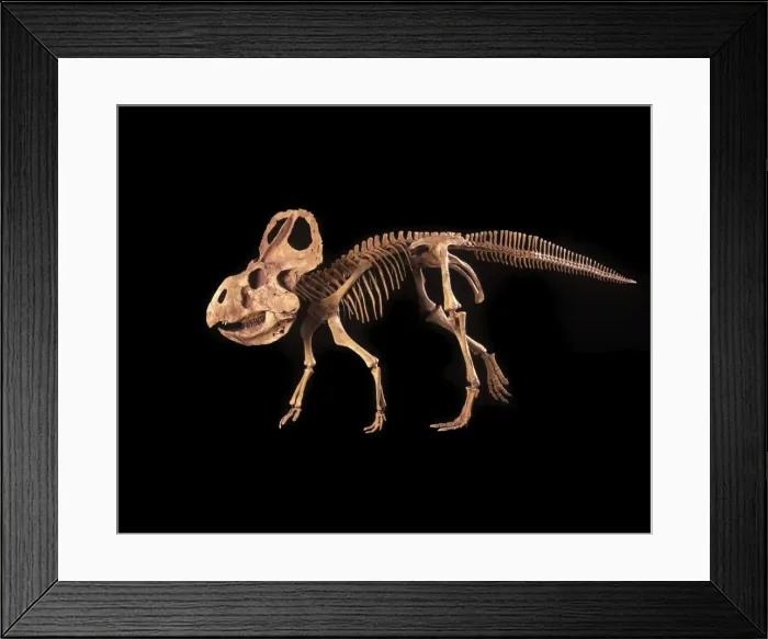 Framed Print : Dinosaurs - Ceratopsians - Protoceratops Cretaceous, Mongolia Specimen courtesy Gaston Design. DR 322