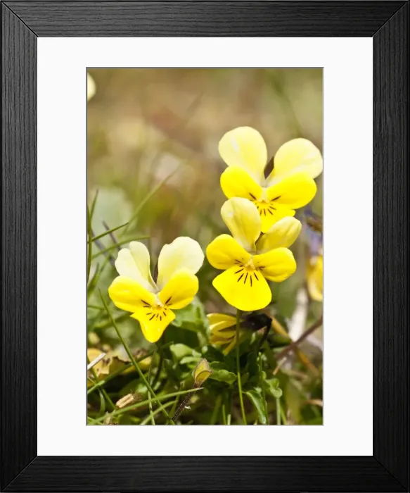 Framed Print : Mountain Pansy - Close up of flower spikes on the Machair - North Uist - Outer Hebrides - Scotland Framed Print : Mountain Pansy - Close up of flower spikes on the Machair - North Uist - Outer Hebrides - Scotland
