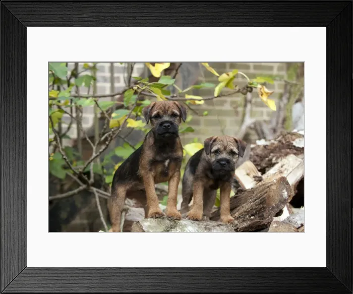 Framed Print : DOG - Border terrier puppies standing on a wood pile (13 weeks old) Framed Print : DOG - Border terrier puppies standing on a wood pile (13 weeks old)