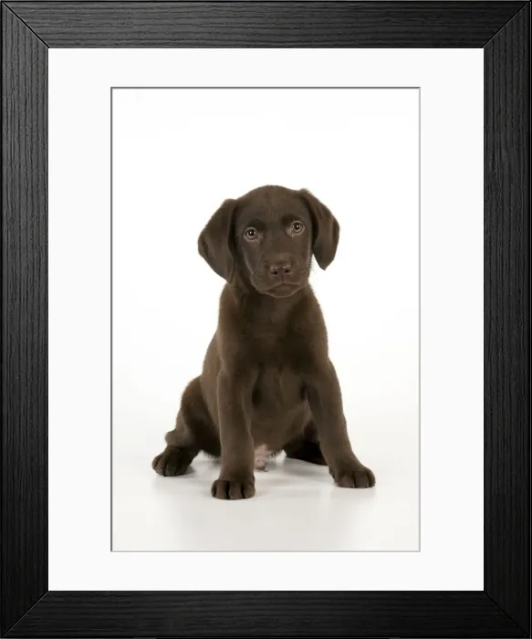 Framed Print : DOG - Chocolate labrador puppy sitting (13 weeks) Framed Print : DOG - Chocolate labrador puppy sitting (13 weeks)