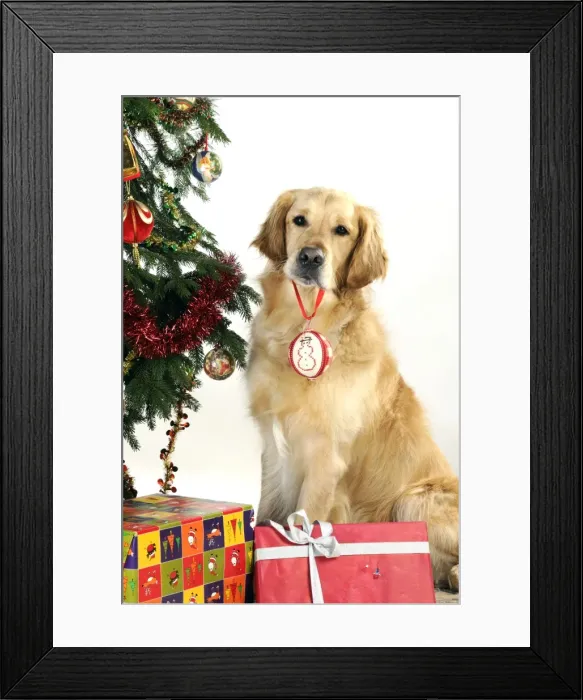 Framed Print : DOG - Golden retriever hold christmas bauble in mouth Framed Print : DOG - Golden retriever hold christmas bauble in mouth