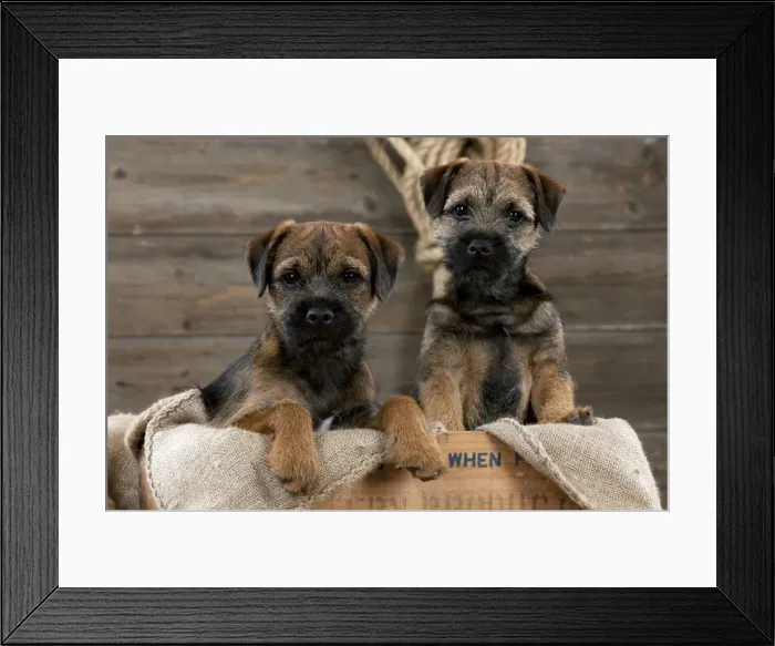 Framed Print : DOG - Border terrier puppies sitting in a box (13 weeks old) Framed Print : DOG - Border terrier puppies sitting in a box (13 weeks old)