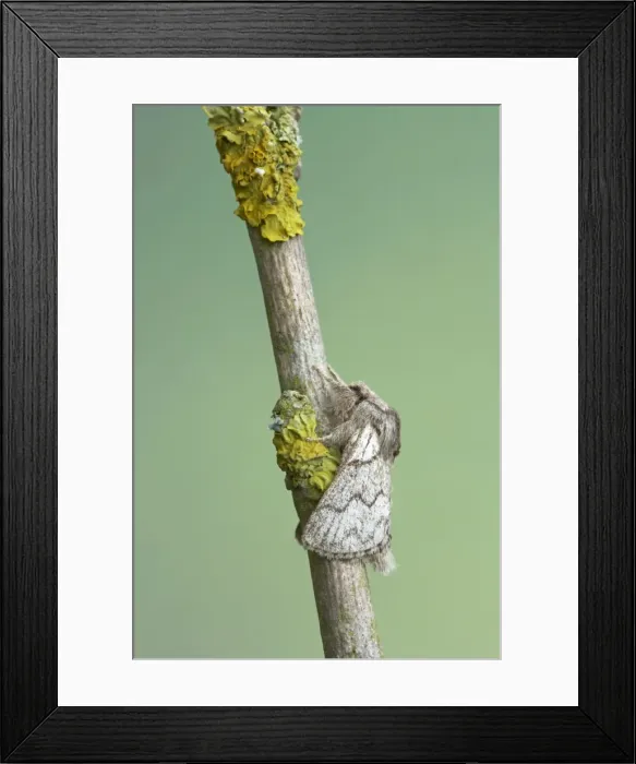 Framed Print : Pale Eggar Trichiura crataegi Essex, UK IN000436 Framed Print : Pale Eggar Trichiura crataegi Essex, UK IN000436