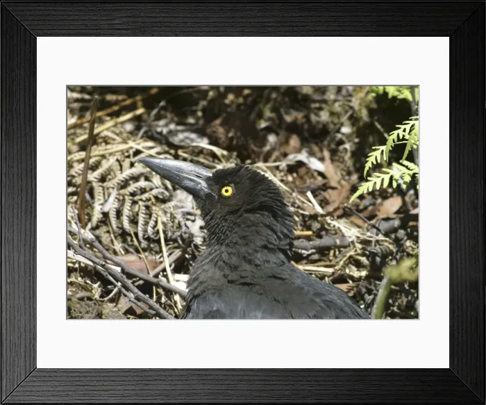 Framed Print : Black Currawong - sunbathing - endemic to Tasmania - Leven Canyon - Tasmania - Australia Framed Print : Black Currawong - sunbathing - endemic to Tasmania - Leven Canyon - Tasmania - Australia