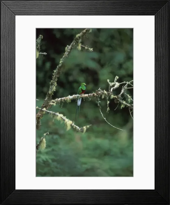 Framed Print : Resplendent Quetzal HDD 782 Perched on branch Costa Rica Pharomachrus mocinno costaricensis © Hans D. Dossenbach / ardea. com Framed Print : Resplendent Quetzal HDD 782 Perched on branch Costa Rica Pharomachrus mocinno costaricensis © Hans D. Dossenbach / ardea. com