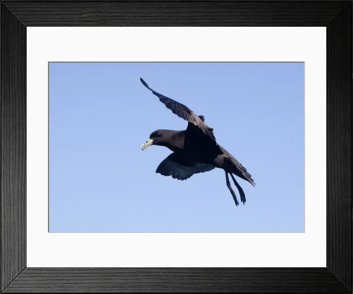 Framed Print : White-chinned Petrel - in flight - offshore from Kaikoura - South Island - New Zealand Framed Print : White-chinned Petrel - in flight - offshore from Kaikoura - South Island - New Zealand