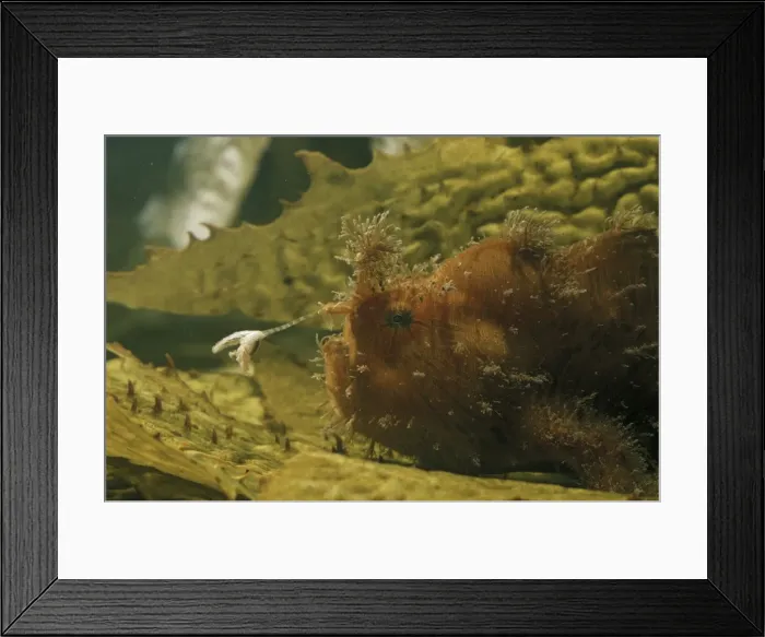 Framed Print : Striped anglerfish Australia KAT00865 Framed Print : Striped anglerfish Australia KAT00865