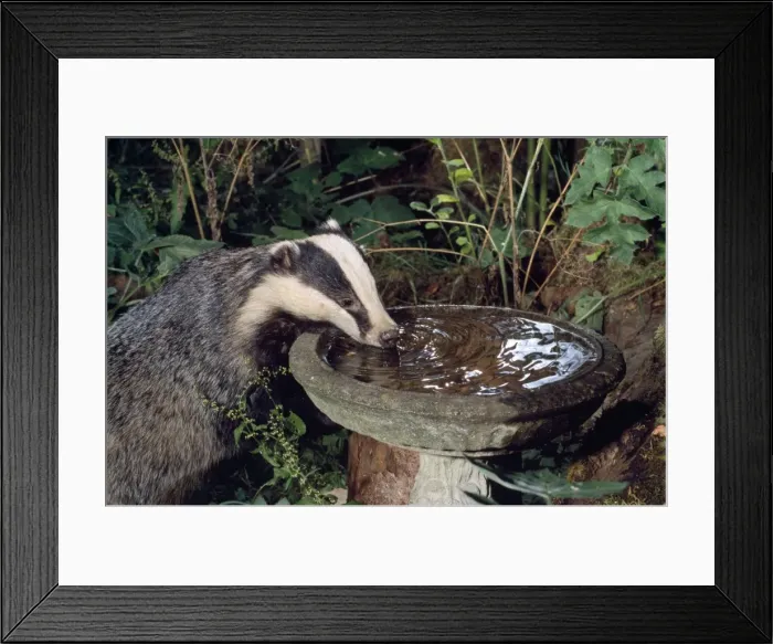 Framed Print : Badger - drinking from bird bath Framed Print : Badger - drinking from bird bath
