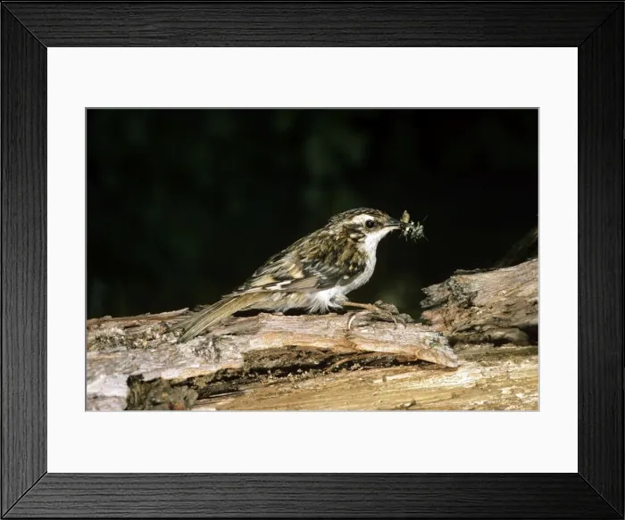 Framed Print : Tree Creeper Framed Print : Tree Creeper