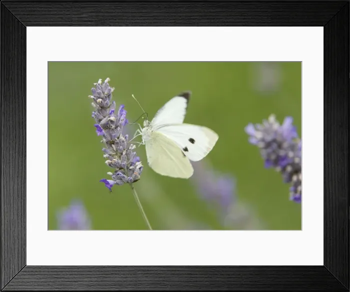 Framed Print : Large White Butterfly - female feeding on Lavender flower - Essex, UK IN000808