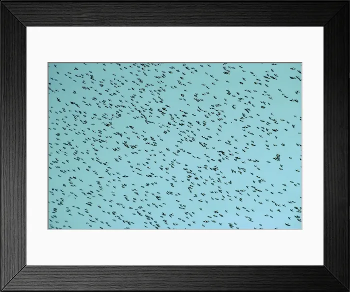 Framed Print : Tree Swallow Framed Print : Tree Swallow