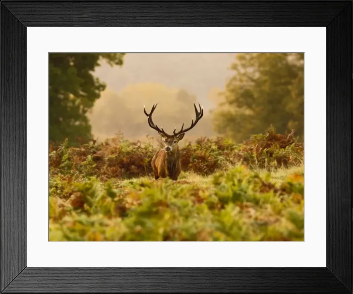 Framed Print : Red Deer - Stag at sunrise - Richmond Park UK 14977 Framed Print : Red Deer - Stag at sunrise - Richmond Park UK 14977