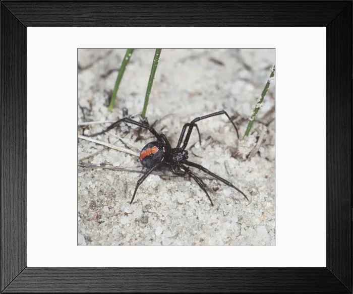 Framed Print : Red Backed  /  Redback Spider Very venemous Australia