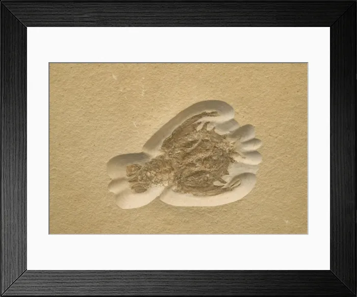 Framed Print : Fossil Crustacean - Extinct marine invertebrate, Jurassic Solnhofen, Germany E50T3808 Framed Print : Fossil Crustacean - Extinct marine invertebrate, Jurassic Solnhofen, Germany E50T3808