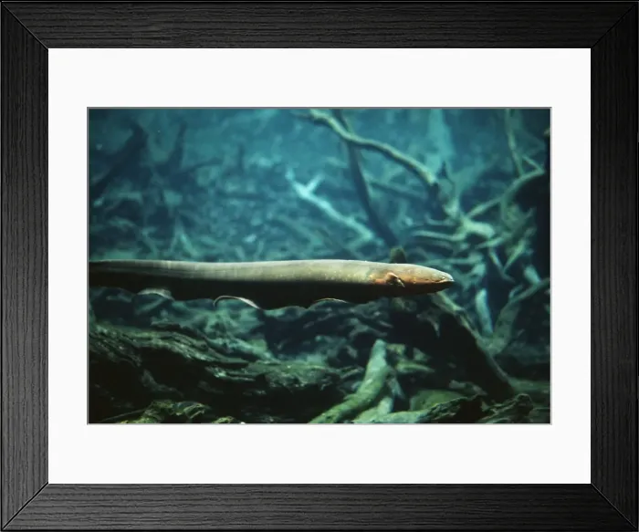 Framed Print : Electric Eel AF 65 Amazon Electrophorus electricus © Andrea Florence / ardea. com Framed Print : Electric Eel AF 65 Amazon Electrophorus electricus © Andrea Florence / ardea. com