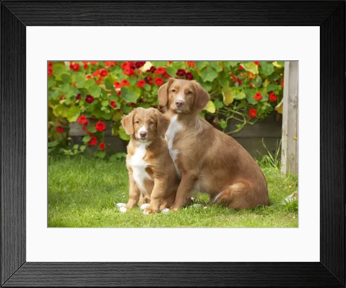 Framed Print : DOG - Nova scotia duck tolling retriever and 12 week old puppy Framed Print : DOG - Nova scotia duck tolling retriever and 12 week old puppy