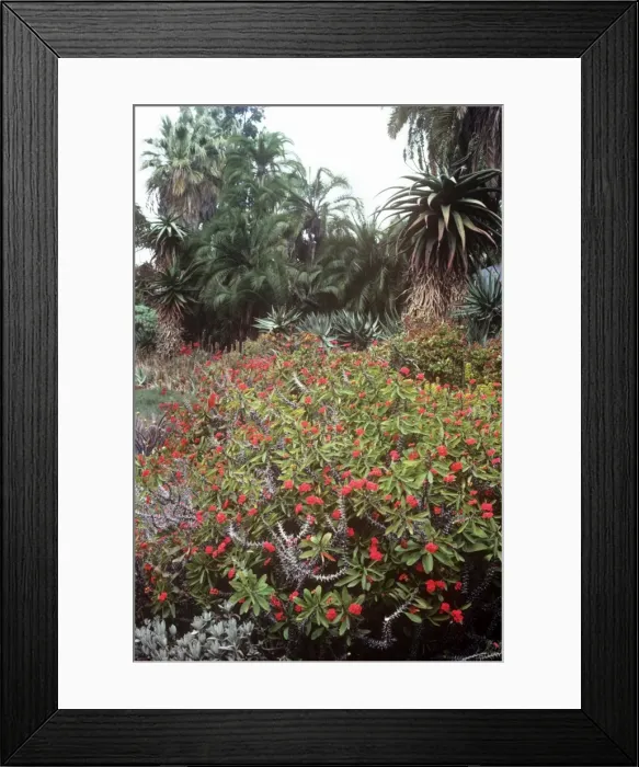Framed Print : Crown of Thorns Framed Print : Crown of Thorns