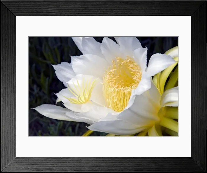 Framed Print : Moon Flower / Night-blooming Cereus / Pitaya / Dragonfruit / Strawberry Pear / Queen of the Night blossom. Native to West Indies, Central America and southern Mexico. Widely cultivated. Grahamstown, Eastern Cape, South Africa Framed Print : Moon Flower / Night-blooming Cereus / Pitaya / Dragonfruit / Strawberry Pear / Queen of the Night blossom. Native to West Indies, Central America and southern Mexico. Widely cultivated. Grahamstown, Eastern Cape, South Africa
