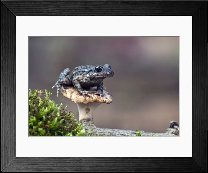 Framed Print : Midwife Toad - sitting on toadstool - taken under controled conditions - Lincolnshire - UK Framed Print : Midwife Toad - sitting on toadstool - taken under controled conditions - Lincolnshire - UK