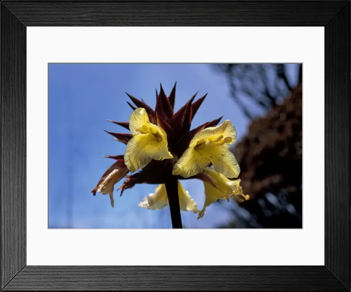Framed Print : Orectanthe sceptrum, Summit of Mount Roraima, Venezuela, South America Framed Print : Orectanthe sceptrum, Summit of Mount Roraima, Venezuela, South America