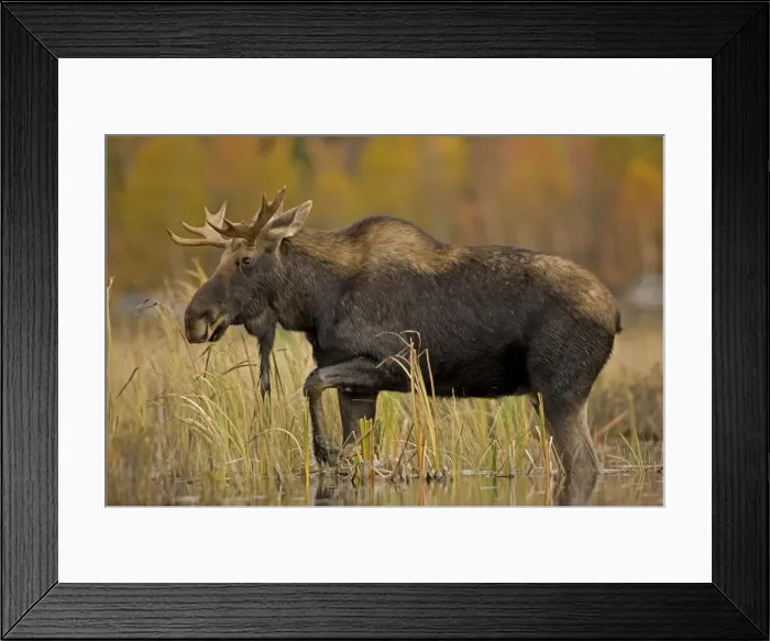 Framed Print : Moose - young bull male - Tupper Lake - Adirondack Mountains - New York - USA Framed Print : Moose - young bull male - Tupper Lake - Adirondack Mountains - New York - USA