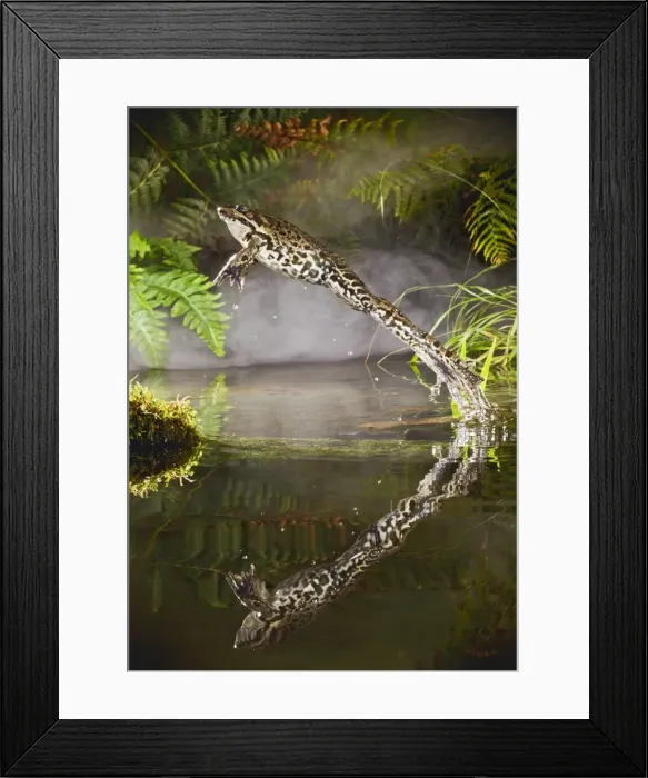 Framed Print : Marsh Frog - jumping from misty pond - controlled conditions 14929 Framed Print : Marsh Frog - jumping from misty pond - controlled conditions 14929