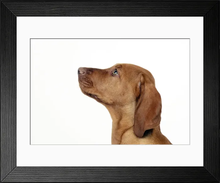 Framed Print : DOG - Hungarian vizsla puppy (head shot) Framed Print : DOG - Hungarian vizsla puppy (head shot)