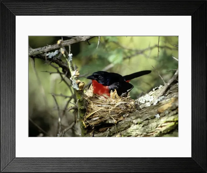 Framed Print : Crimson-breasted Shrike - male - South Africa Framed Print : Crimson-breasted Shrike - male - South Africa