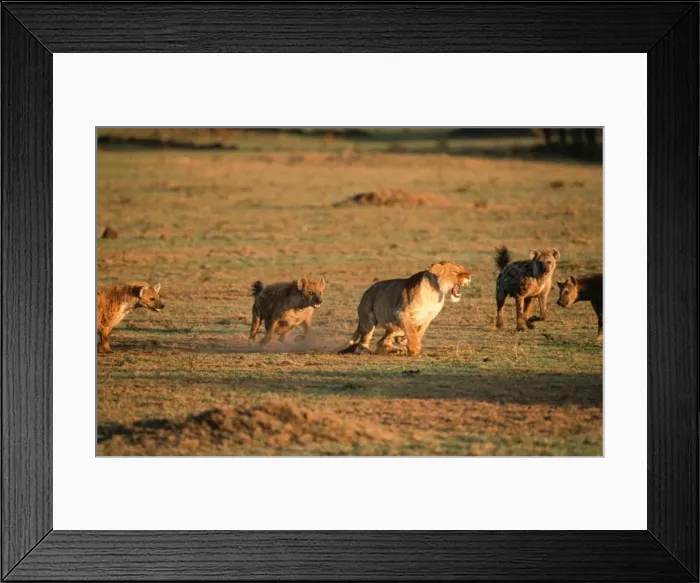 Framed Print : Lioness CK 3712 Having confrontation with Spotted Hyaena, Masai Mara National Park, Africa. Panther leo / Crocuta crocuta © Chris Knights / ARDEA LONDON Framed Print : Lioness CK 3712 Having confrontation with Spotted Hyaena, Masai Mara National Park, Africa. Panther leo / Crocuta crocuta © Chris Knights / ARDEA LONDON