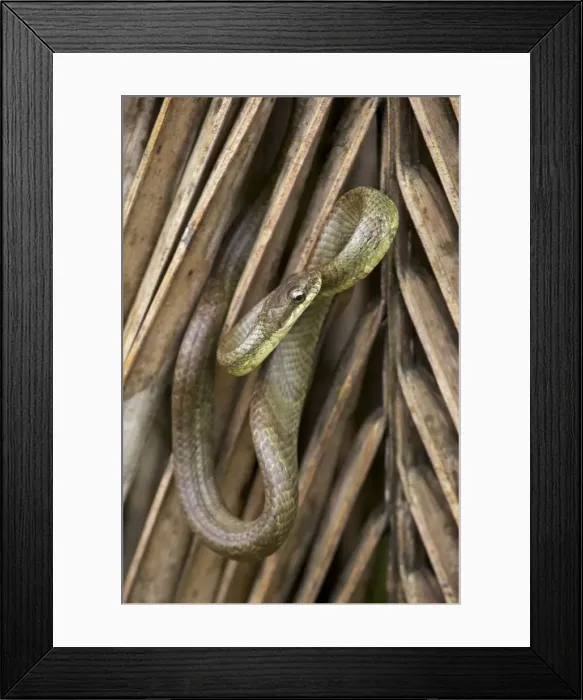 Framed Print : Salmon-bellied Racer - Costa Rica Framed Print : Salmon-bellied Racer - Costa Rica
