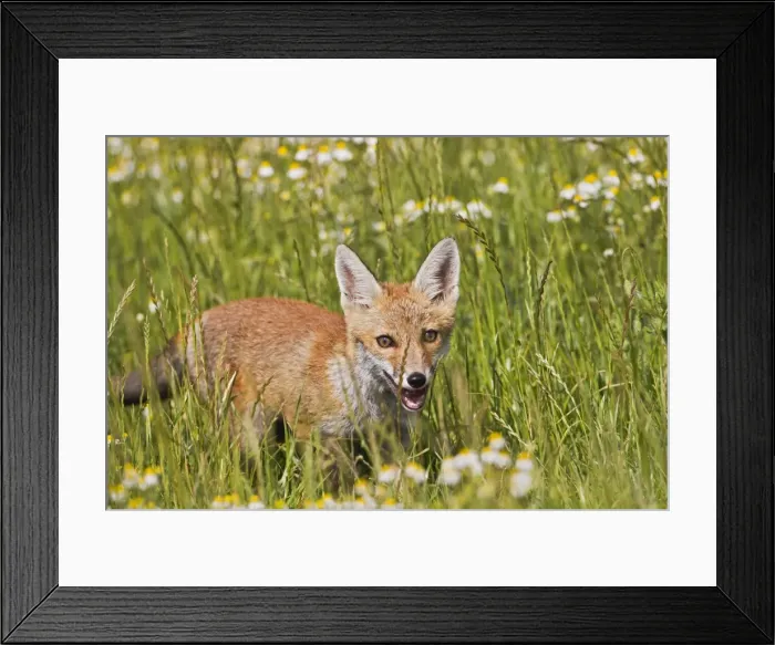 Framed Print : Red Fox - cub in poppy meadow - controlled conditions 14888 Framed Print : Red Fox - cub in poppy meadow - controlled conditions 14888