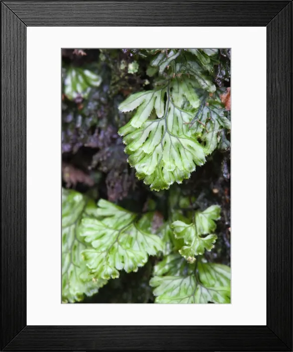 Framed Print : Tunbridge Filmy Fern - Golitha Falls - Cornwall - UK Framed Print : Tunbridge Filmy Fern - Golitha Falls - Cornwall - UK