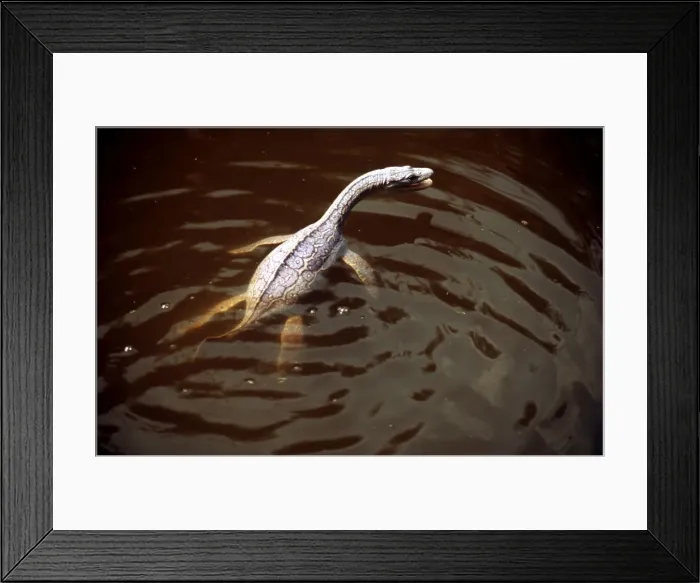 Framed Print : Prehistoric Reconstruction: Plesiosaurus macrocephalus - Immature specimen swimming on the surface - Lower Lias of Lyme Regis - Jurassic Framed Print : Prehistoric Reconstruction: Plesiosaurus macrocephalus - Immature specimen swimming on the surface - Lower Lias of Lyme Regis - Jurassic