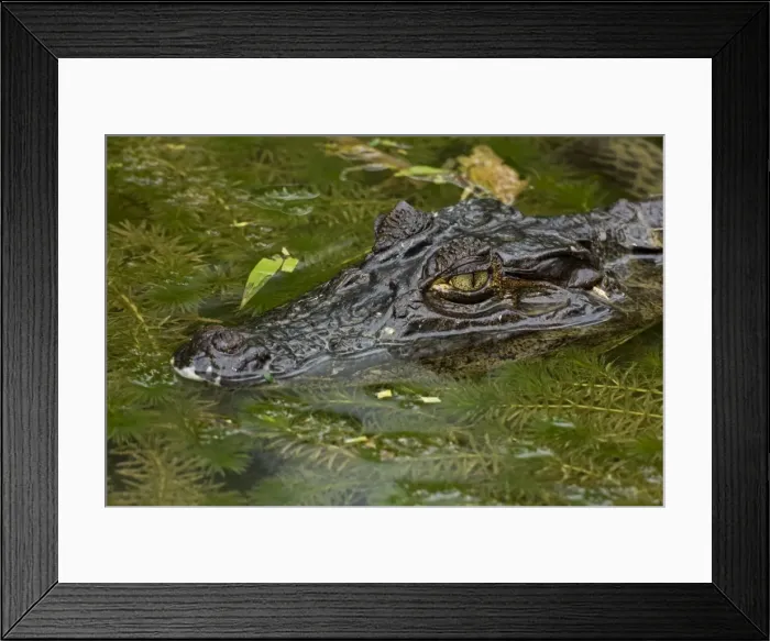 Framed Print : Spectacled Caiman - Tropical Rainforest - Costa Rica Framed Print : Spectacled Caiman - Tropical Rainforest - Costa Rica