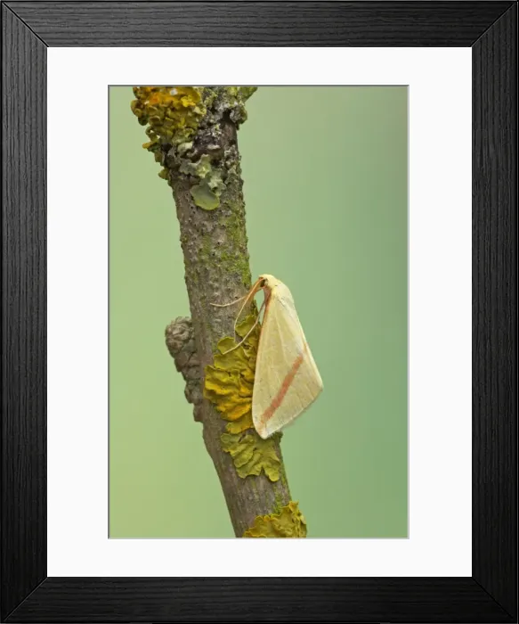 Framed Print : The Vestal Moth - migrant from Europe Rhodometra sacraria Essex, UK IN000550 Framed Print : The Vestal Moth - migrant from Europe Rhodometra sacraria Essex, UK IN000550
