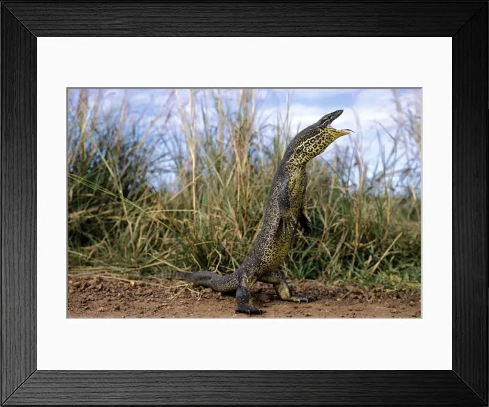 Framed Print : Gould's Sand Goanna Framed Print : Gould's Sand Goanna
