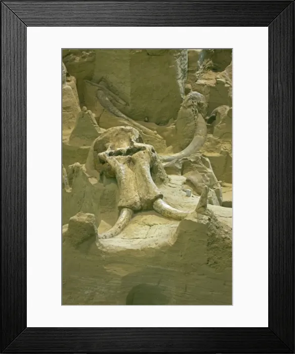 Framed Print : Columbian Mammoth Fossil - Skull and tusk - South Dakota - USA - Hot Springs Mammoth Site is a natural hydrogeologic trap into which young male mammoths fell Framed Print : Columbian Mammoth Fossil - Skull and tusk - South Dakota - USA - Hot Springs Mammoth Site is a natural hydrogeologic trap into which young male mammoths fell