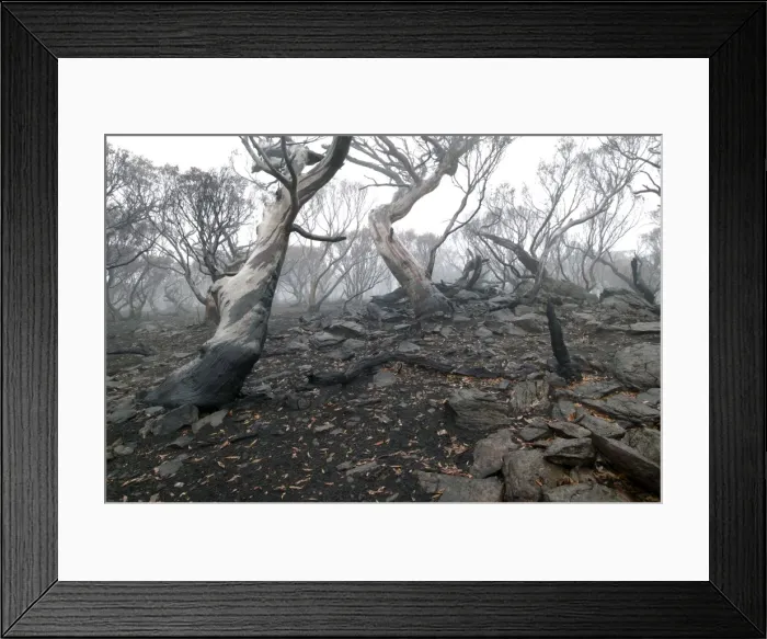 Framed Print : Snow Gums after bushfire JLR 36 Davies plain - Alpine National Park North East Victoria. Australia © Jean-Marc La-Roque / ardea. com Framed Print : Snow Gums after bushfire JLR 36 Davies plain - Alpine National Park North East Victoria. Australia © Jean-Marc La-Roque / ardea. com