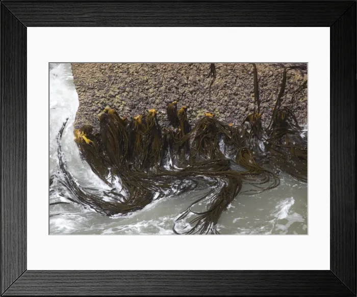Framed Print : Kelp - in the Surge Pool at the Pancake Rocks - Punakaiki - West Coast - South Island - New Zealand Framed Print : Kelp - in the Surge Pool at the Pancake Rocks - Punakaiki - West Coast - South Island - New Zealand