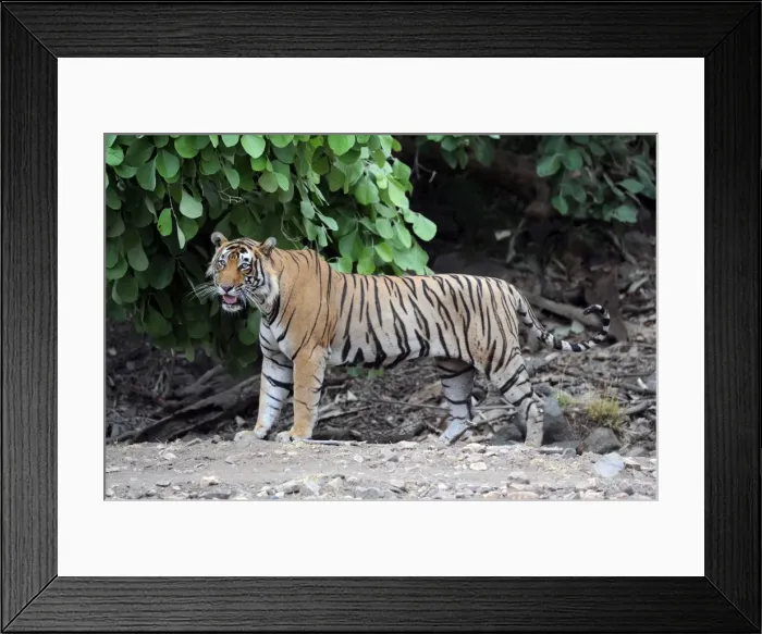 Framed Print : Tiger - Ranthambhore National Park - Rajasthan - India Framed Print : Tiger - Ranthambhore National Park - Rajasthan - India