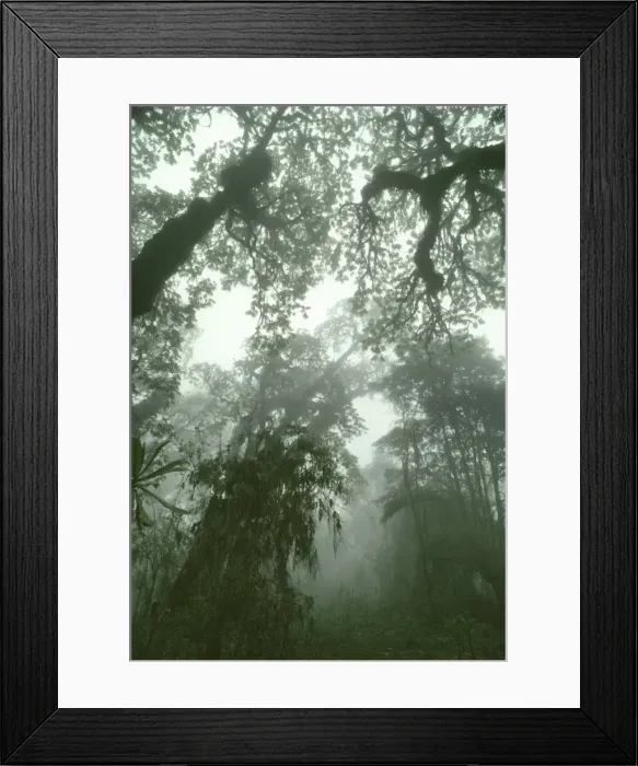 Framed Print : Hagenia Forest, Mountain Gorilla Habitat (Gorilla gorilla beringei), Virunga Volcanoes, Rwanda, Africa Framed Print : Hagenia Forest, Mountain Gorilla Habitat (Gorilla gorilla beringei), Virunga Volcanoes, Rwanda, Africa