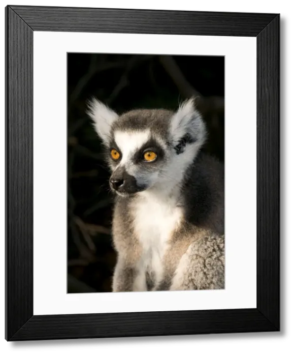 Framed Print : Ring-tailed Lemur Framed Print : Ring-tailed Lemur