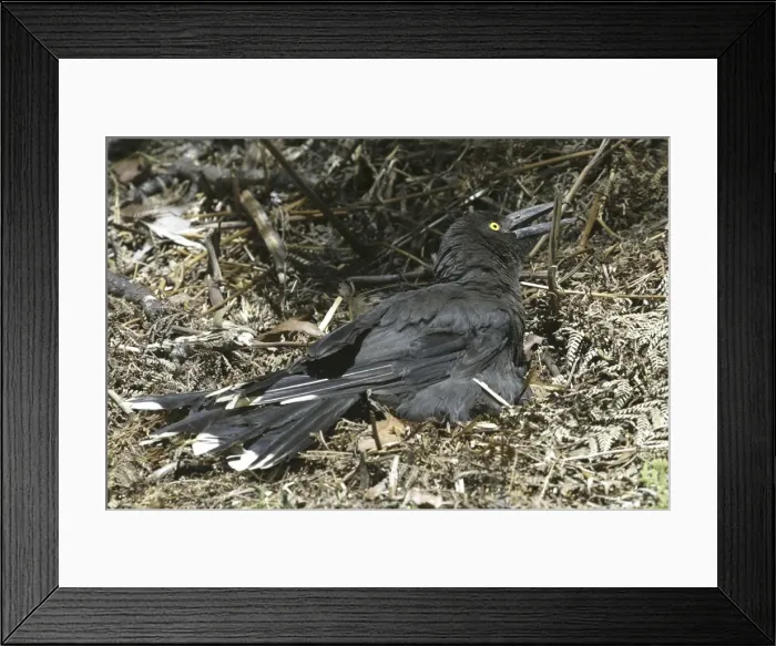 Framed Print : Black Currawong - sunbathing - endemic to Tasmania - Leven Canyon, Tasmania, Australia Framed Print : Black Currawong - sunbathing - endemic to Tasmania - Leven Canyon, Tasmania, Australia