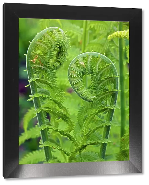 Ostrich fern or shuttlecock fern - Fiddlehead - edible - Widely distributed in the Northern Hemisphere - Europe - Asia - Northern North America - often used in gardening