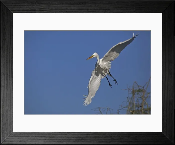 Framed Print : Great / Common / American Egret - in flight - Louisiana - USA Framed Print : Great / Common / American Egret - in flight - Louisiana - USA
